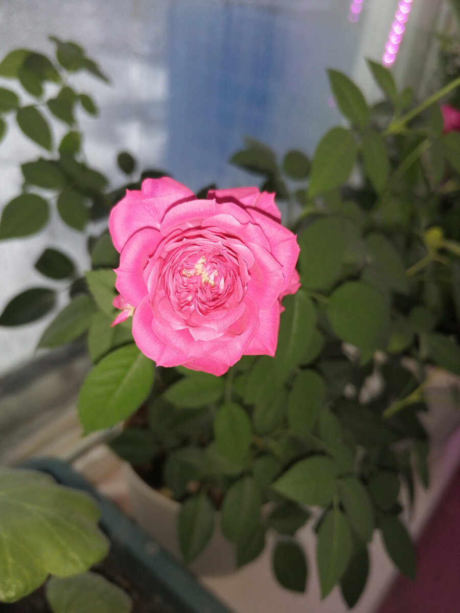 Разбавлю статью картинкой. Подсела на розы. 