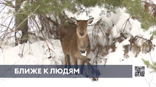 Нижнекамцам объяснили, почему в городе все чаще можно встретить диких животных