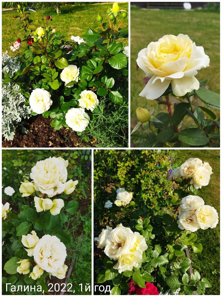 фотоколлаж Ирины