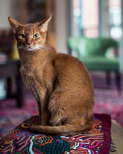 Другие названия: абиссинец, аби Абиссинская кошка относится к древним породам. Это преданный, игривый и умный питомец с переливчатой шерстью.-2