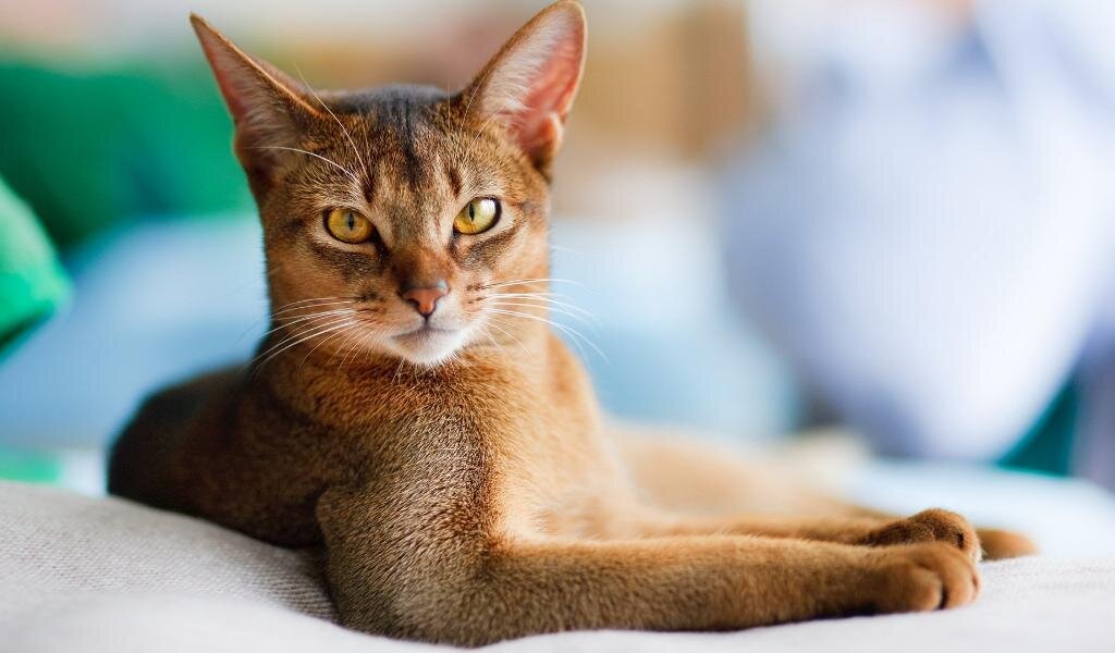Другие названия: абиссинец, аби Абиссинская кошка относится к древним породам. Это преданный, игривый и умный питомец с переливчатой шерстью.