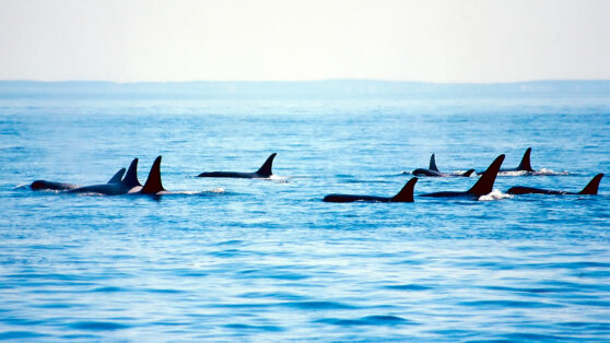    Чиновник допустил, что косатки спаслись из ледяного плена у побережья Японии Валентина Глуходедова