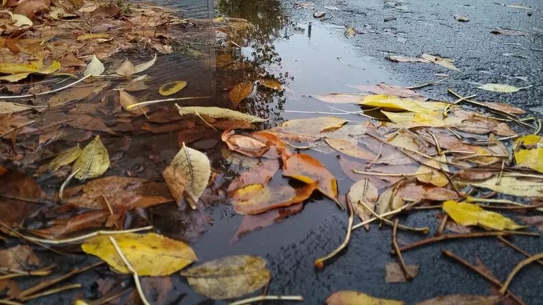     В Ростове-на-Дону на этой неделе в течение нескольких дней будут идти дожди, сообщили синоптики.