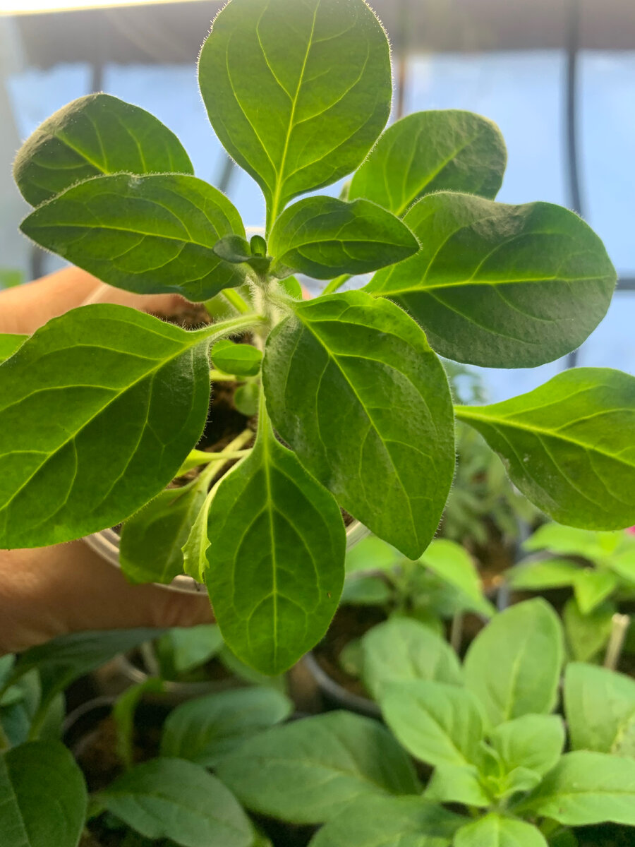 Распикированные сеянцы подросли