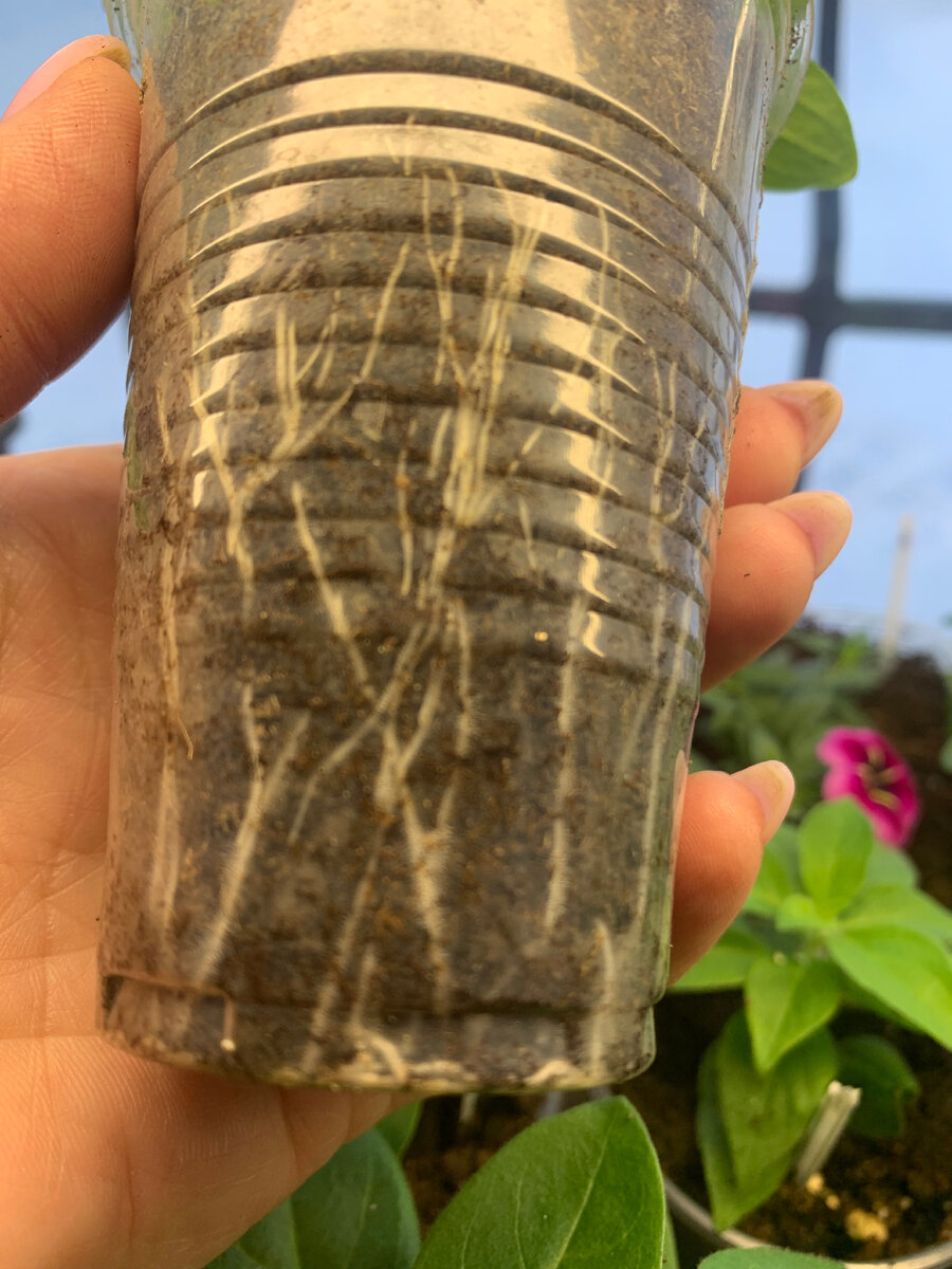 Корни петунии начали укладываться колечком на дне стаканчика 