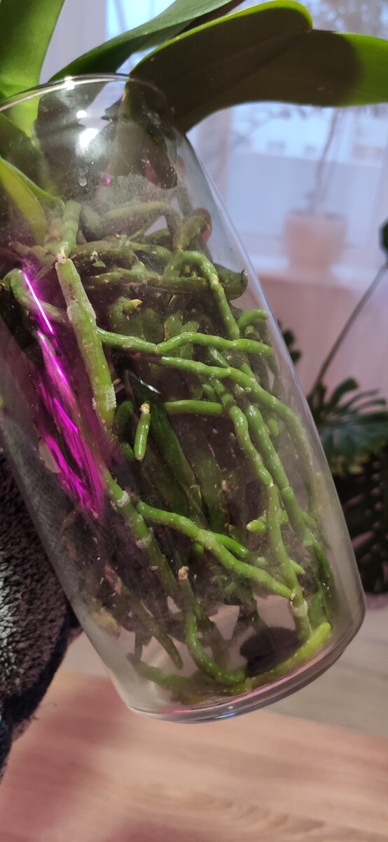 Орхидея в банке без субстрата