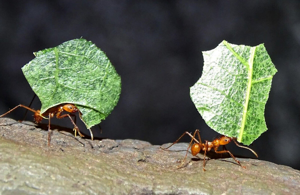 Как поймать муравьиную матку для фермы