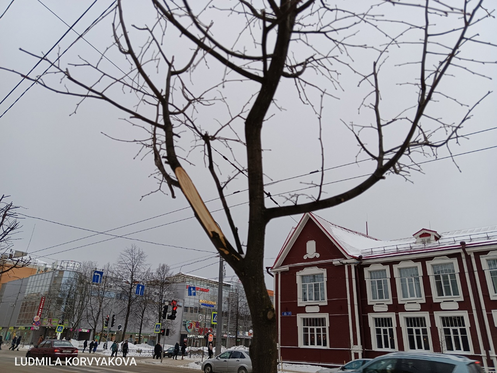    При уборке снега в Петрозаводске изуродовали много деревьев Людмила Корвякова