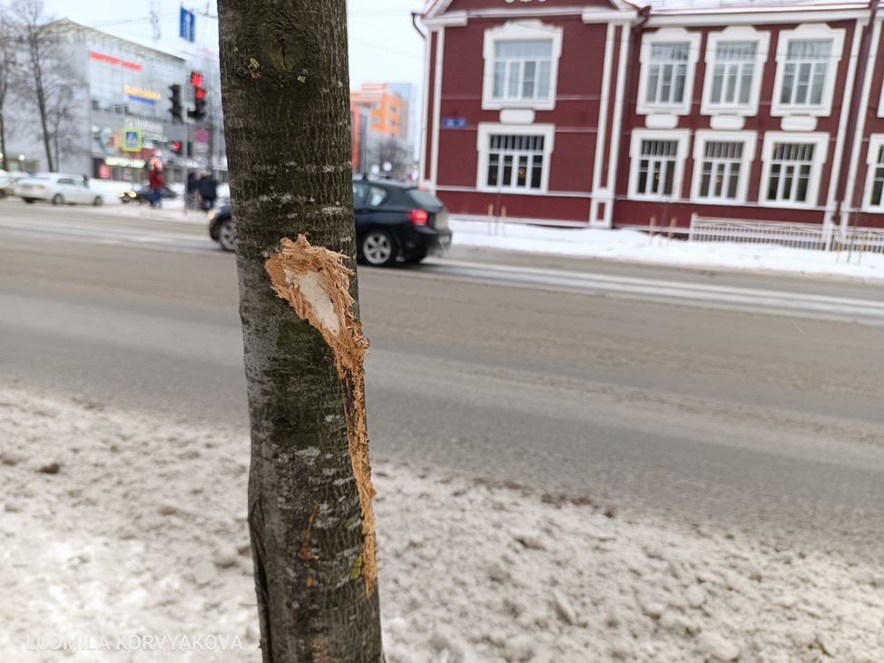    При уборке снега в Петрозаводске изуродовали много деревьев Людмила Корвякова