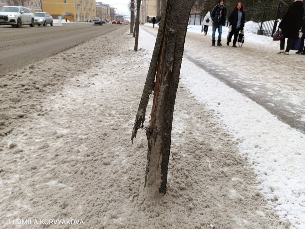    При уборке снега в Петрозаводске изуродовали много деревьев Людмила Корвякова