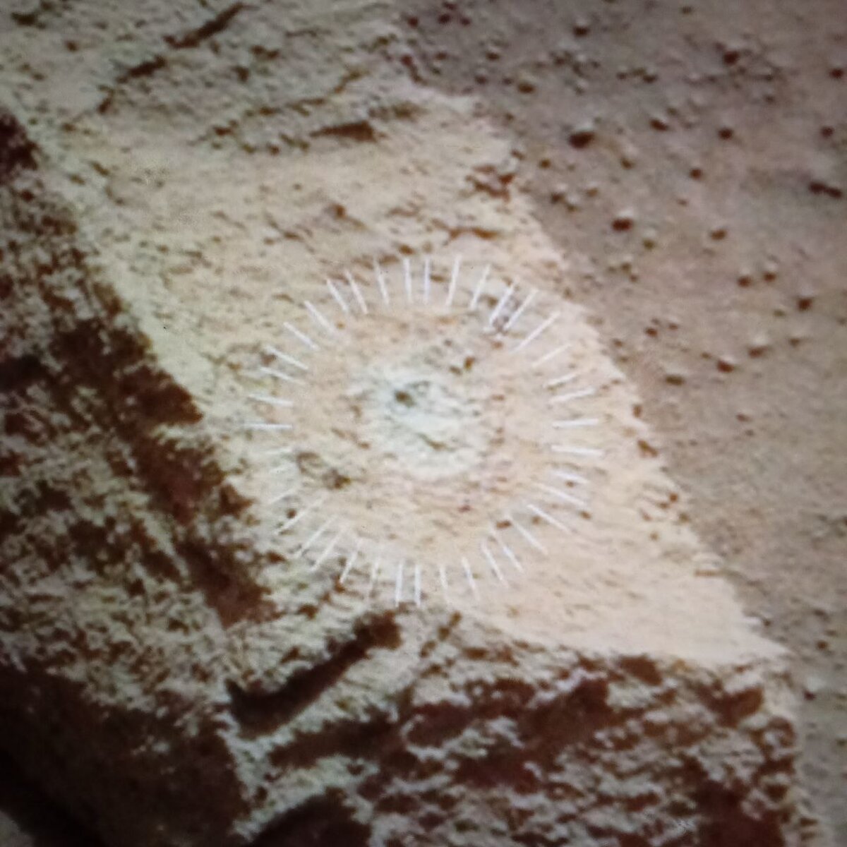 кеплер 452 b. Toi 700 d планета. Kepler 1649c планета. спутник цереры планета. обнаружена планета.