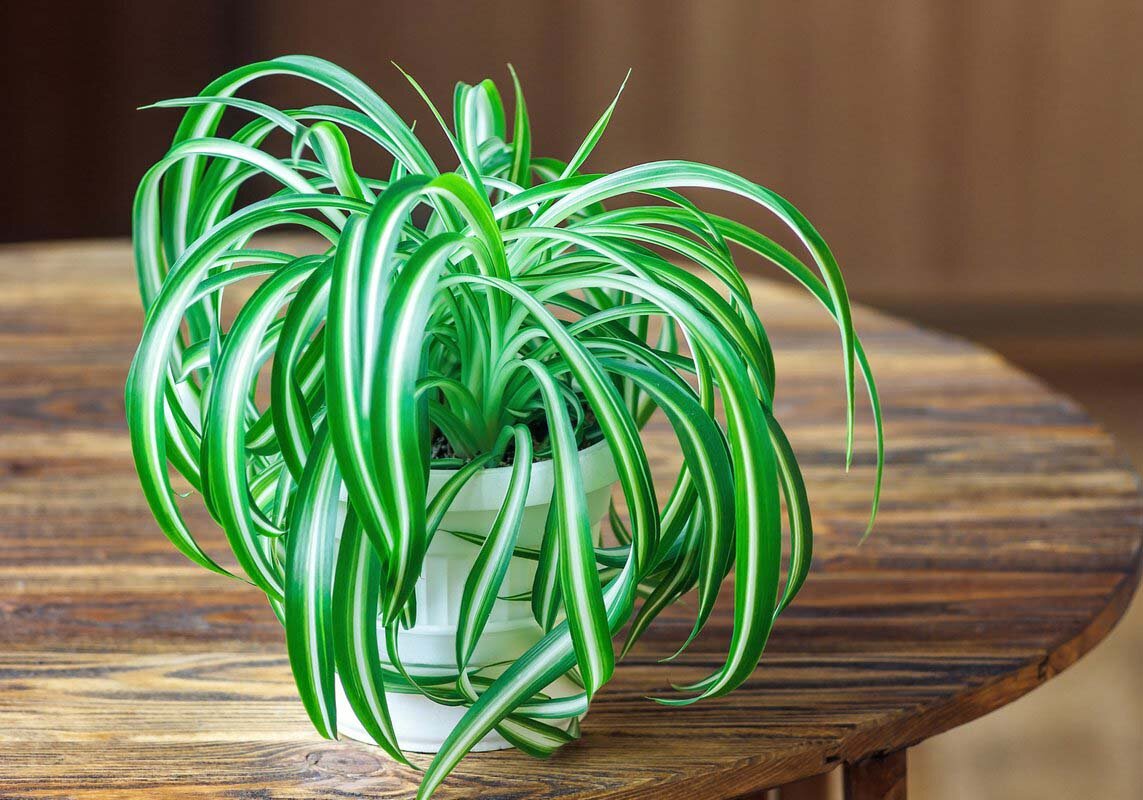 В доме молодых царила. Песнь про удалого купца калашникова. Маковский константин егорович поцелуйный обряд. Счастливая семья в доме. Александр дмитриевич литовченко сокольничий.