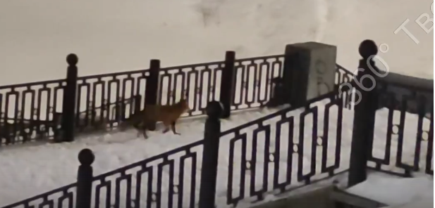 В центре Твери живет лиса
