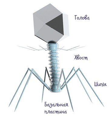 Типичный  бактериофаг состоит из «головы», где содержится ДНК или РНК, окруженная  белковой или липопротеиновой оболочкой (капсидом), и «хвоста» –  белковой трубки, которую вирус использует для «инъекции» генетического  материала в бактериальную клетку. По: (Рябчикова, 2016)