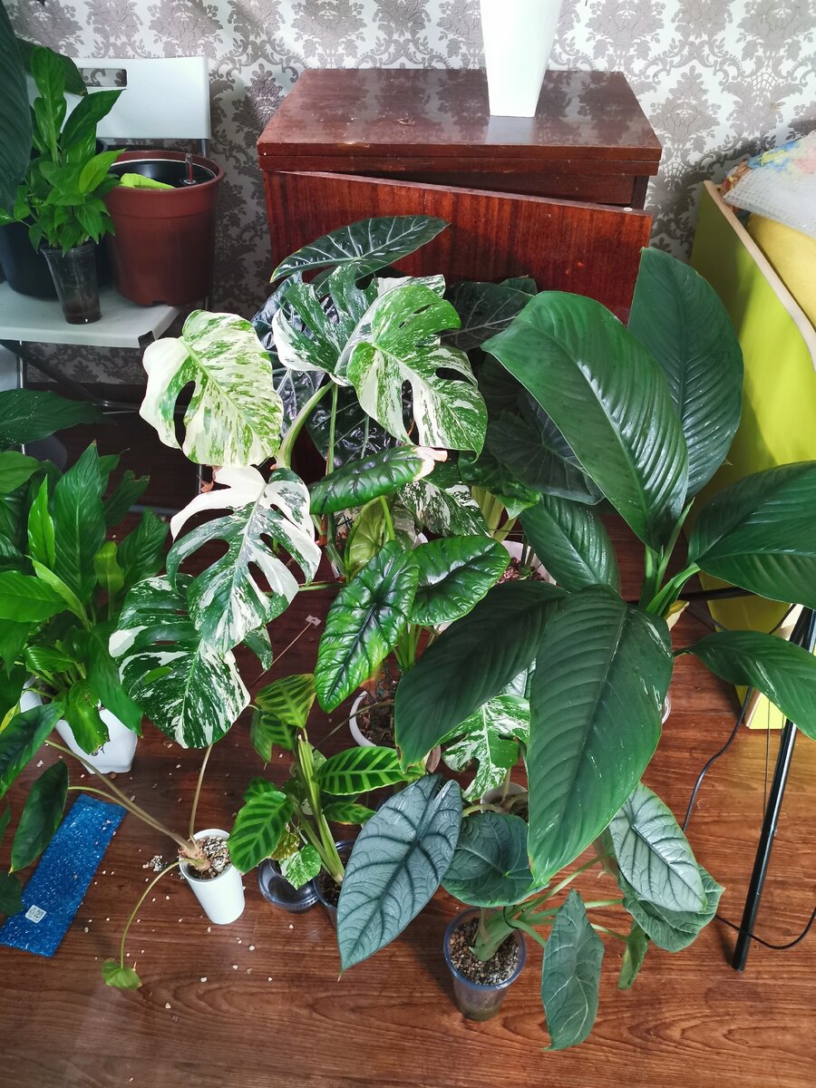 Претендетны на пересадку. Малая часть.