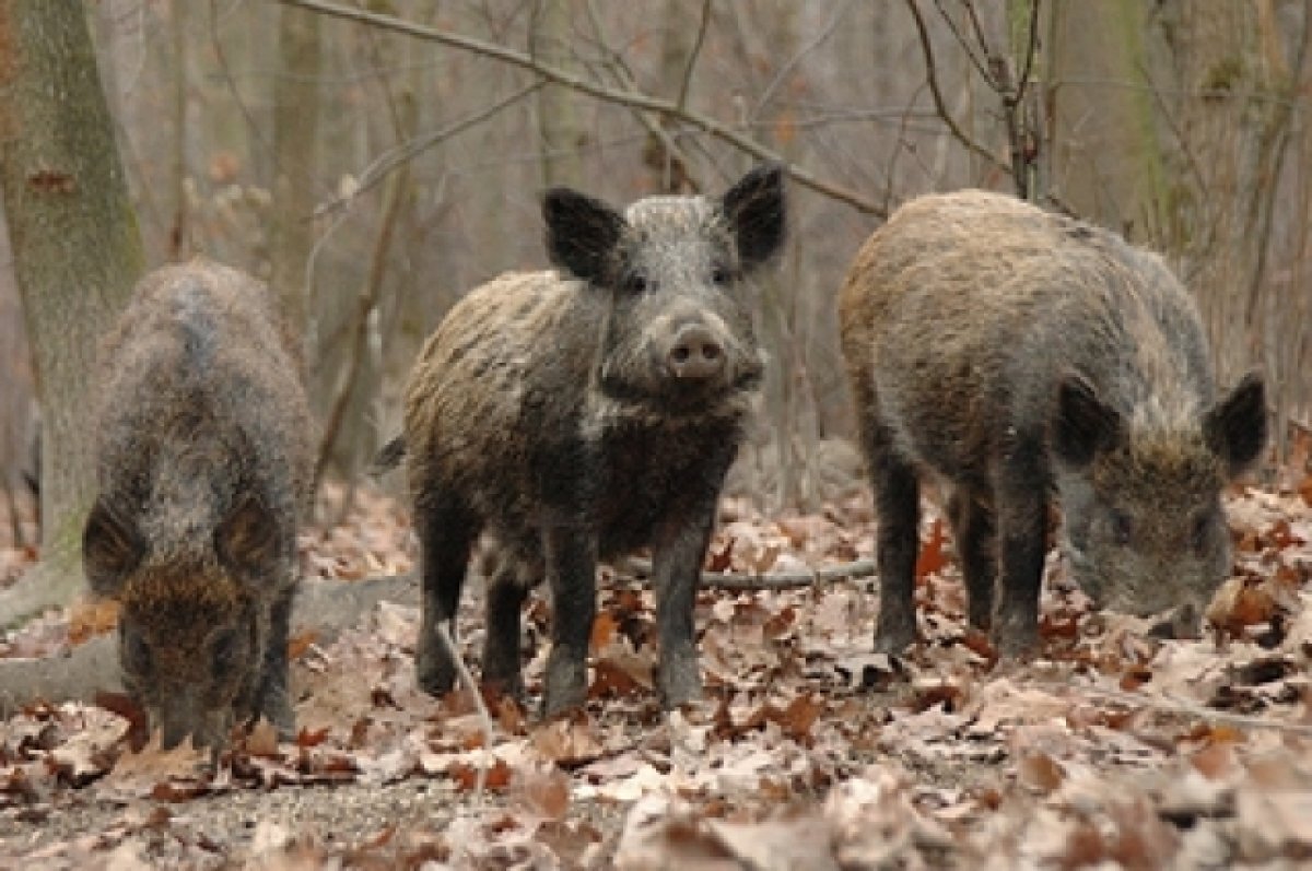    Застреливший шестерых кабанов на Кубани браконьер написал явку с повинной
