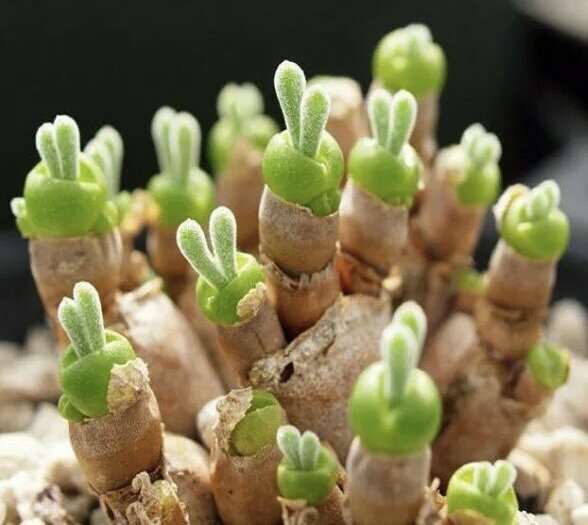 Monilaria Moniliformis