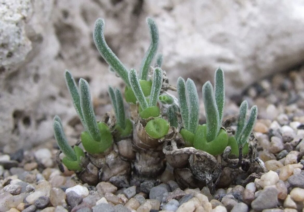 Monilaria Moniliformis