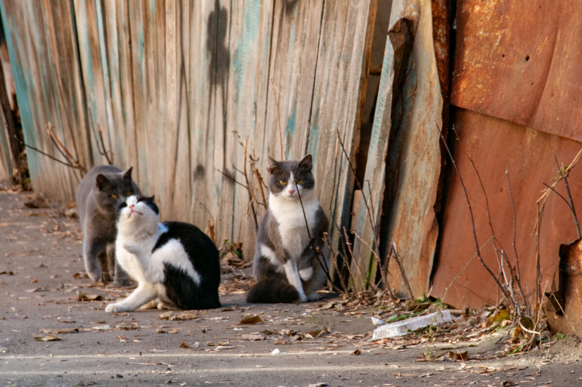 Фото: Svetlana Vozmilova/GlobalLookPress