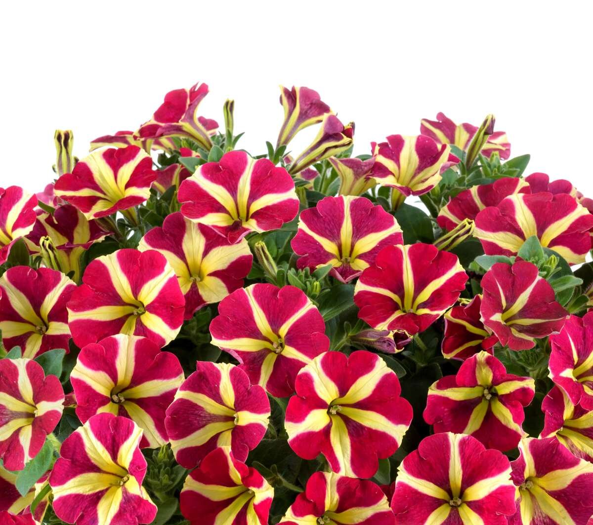 AMORE Queen of Hearts 