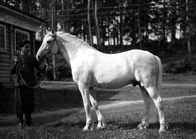 Бравурный сер.жер.орл.  ( Улов -  Бандура ) г.р.1941 в  Хреновском конном заводе. 