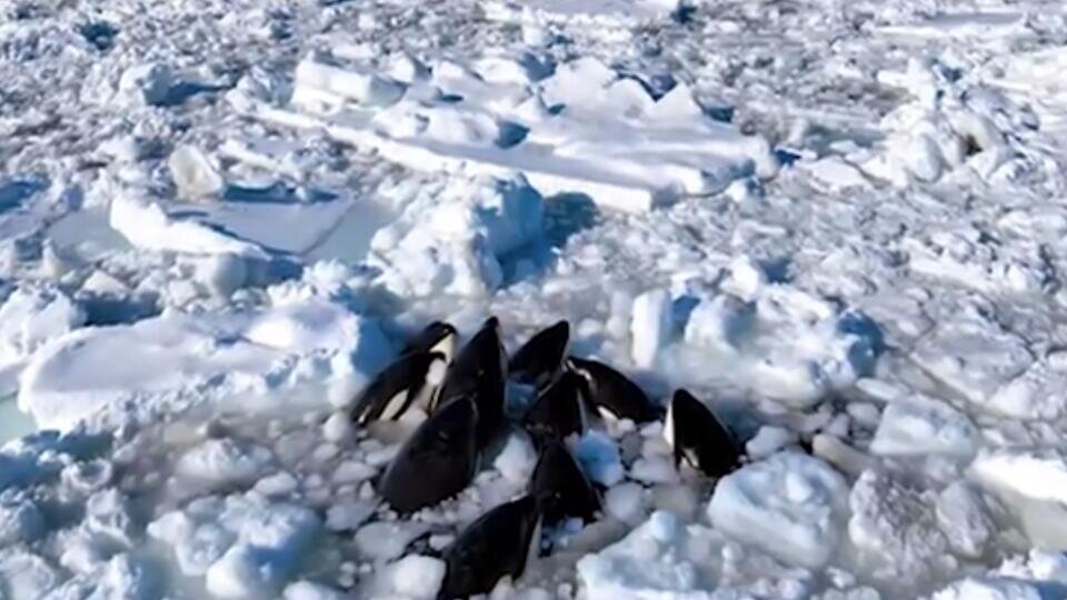 Фото: © Скриншот видео