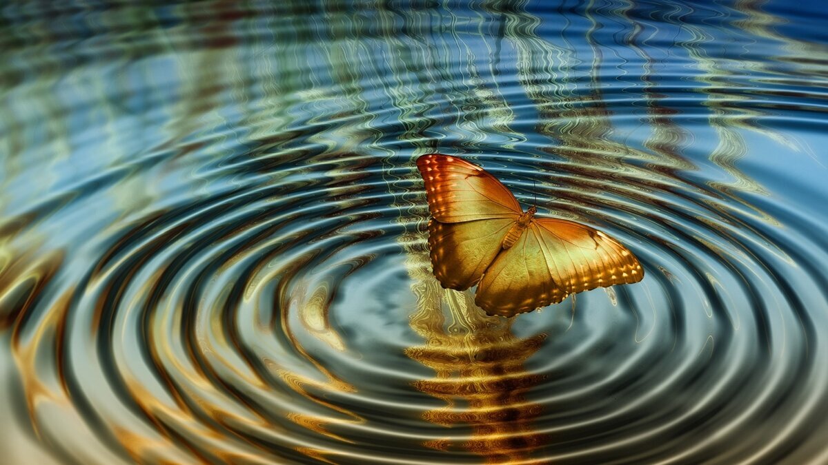 Эффект бабочки фраза. Эффект бабочки. Бабочка на воде. Отражение бабочки. Взмах крыльев бабочки.