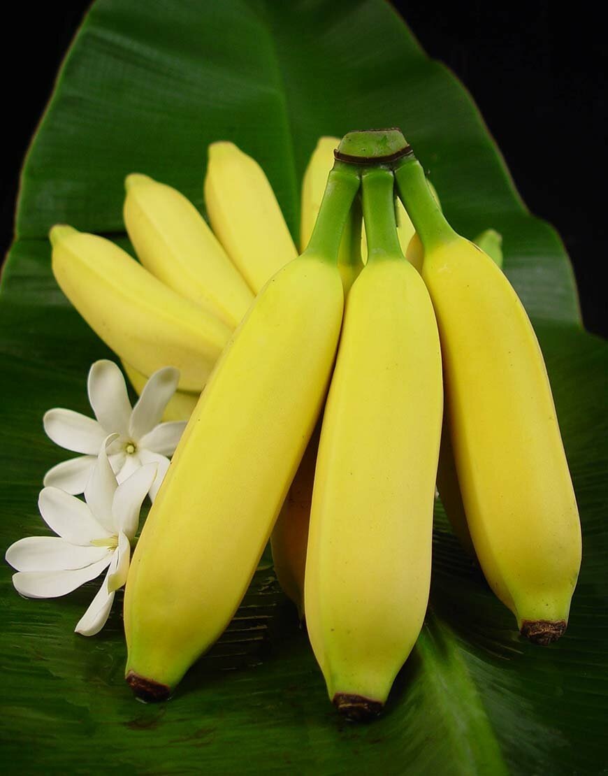 Колониальный раздел африки в начале 20 века. Государства африки. Маленькие страны африки. Политическая карта африки со столицами. Самые крупные государства африки.