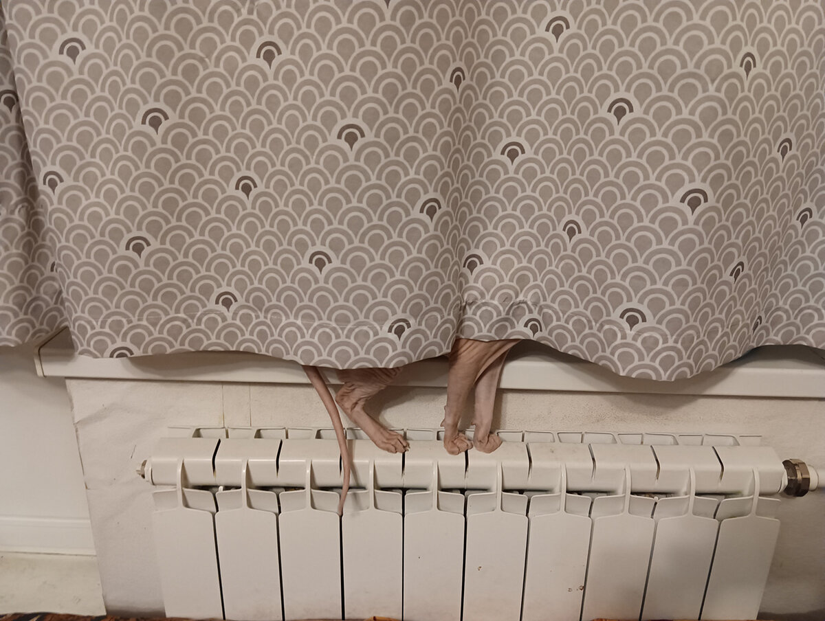 Пострадавшего кота забрал бывший хозяин.  Фото: Александр Калинин