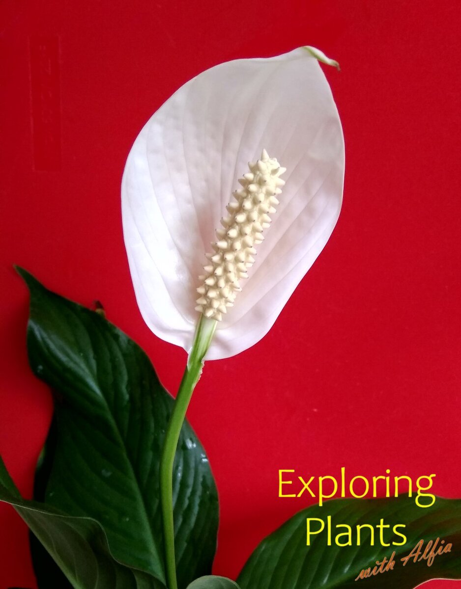 Spatiphyllum wallisii Regel