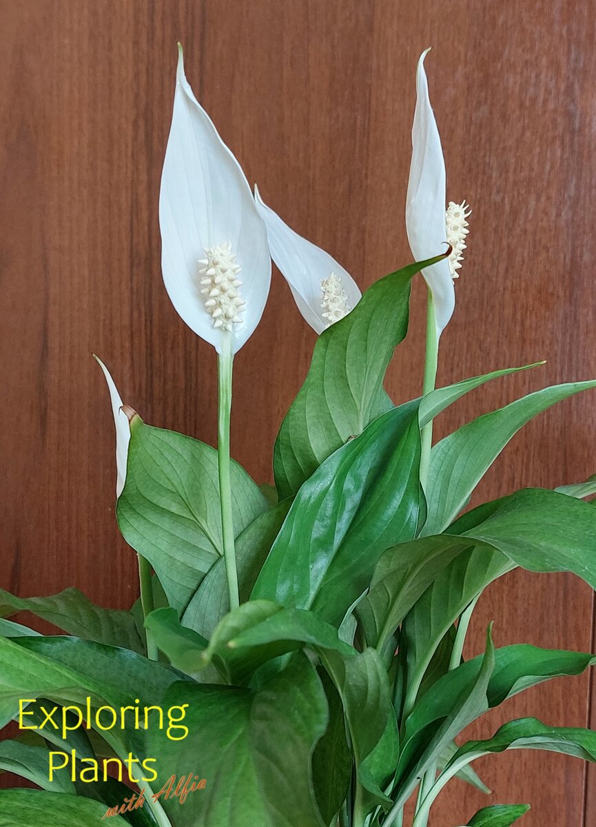 Обильное цветение спатифиллума