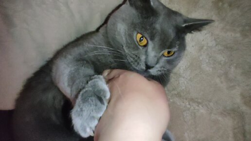 мейн-кун котята золотой. богатка трехцветная. окрас mco d2203. котята мейн кунов шибково. кот калико.