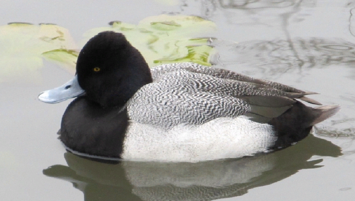 Морская чернеть.