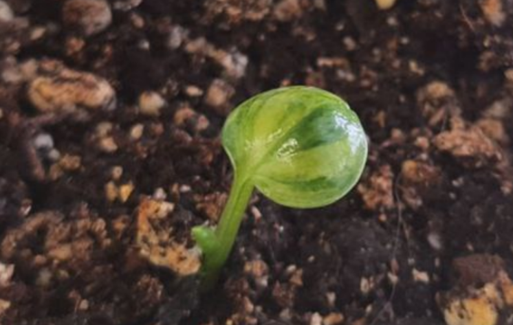 Семена канабиса. Семена хвойных растений. Где достать семена. Семена пинии рис. Семена крокуса.