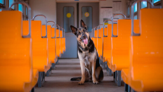    В РЖД допустили введение запрета на высадку из электричек животных без хозяина Ирина Петрова