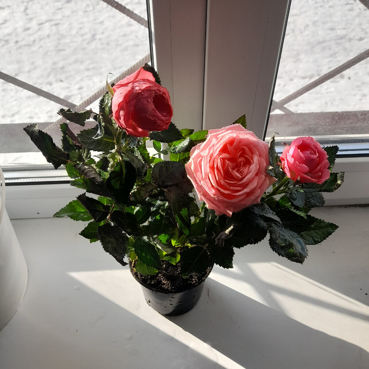 Вчера вечером купила вот эту красотку