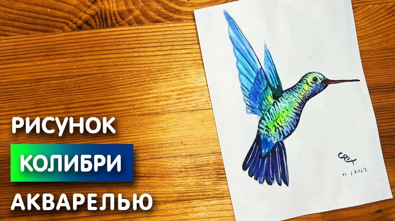 Как нарисовать колибри карандашом и акварелью начинающим | Рисунок для детей