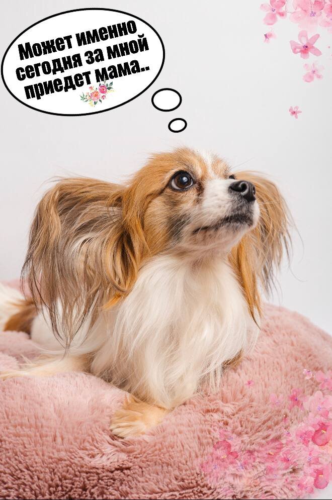 приют" домик мелкашек". приют домик мелкашей. приют домик мелкашей спб. приют мелкашей в москве. дом мелкашей приют москва.