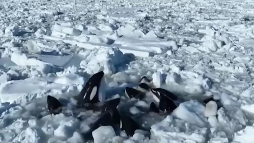 русская рыбалка 3 озеро северный берег. русской рыбалки 3 западный затон. озеро северный берег ямки. северный берег в русской рыбалке 3. северный берег глубина.