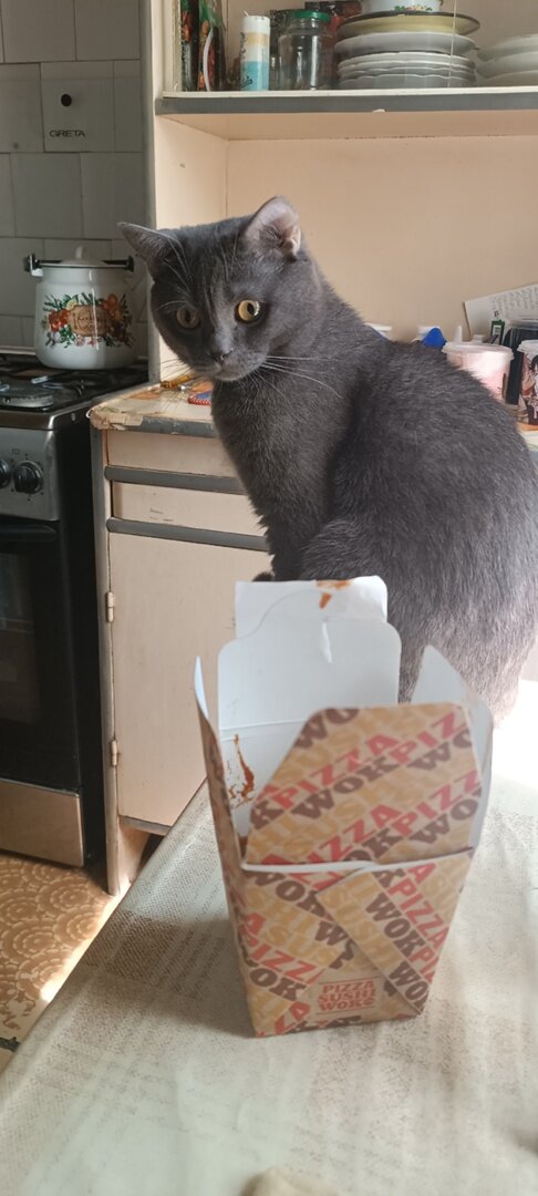 котик с едой. хочу съесть кота. еда для котят. кот ест пиццу. голодный котенок.