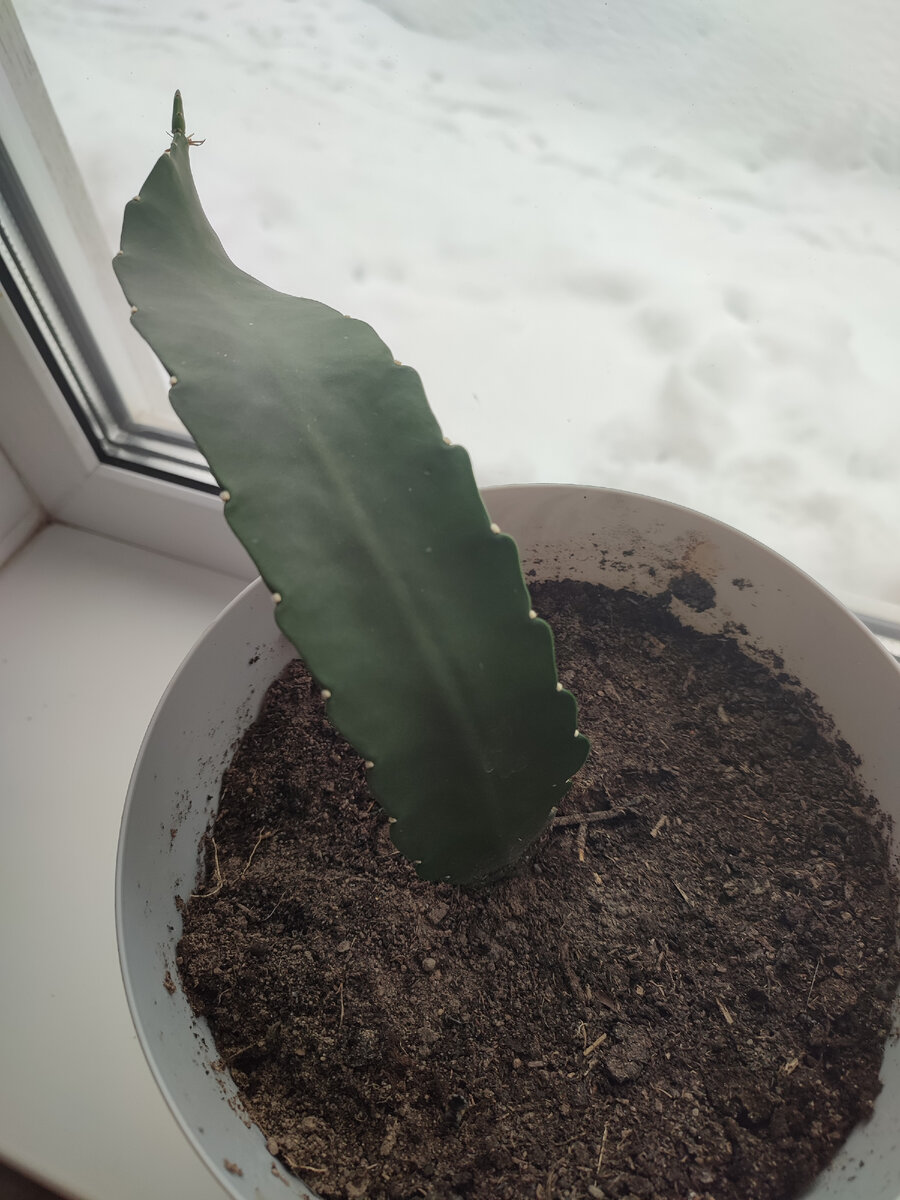 Мой новый житель 