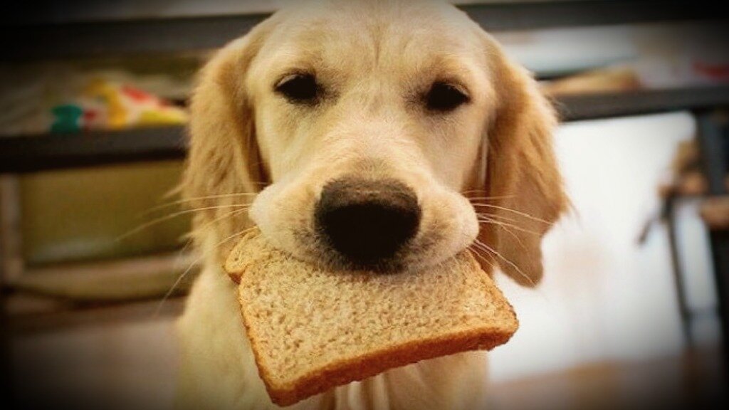 Почему собакам нельзя хлеб | Хаски по имени Мани | В мире собак | Дзен