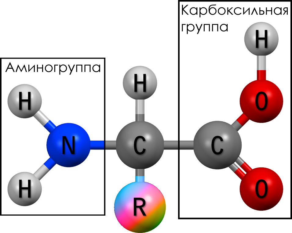 Аминогруппа и карбоксильная группа. Строение аминокислоты схема. Строение аминокислот общая формула. Схема строения молекулы аминокислоты. Структурное строение аминокислот.