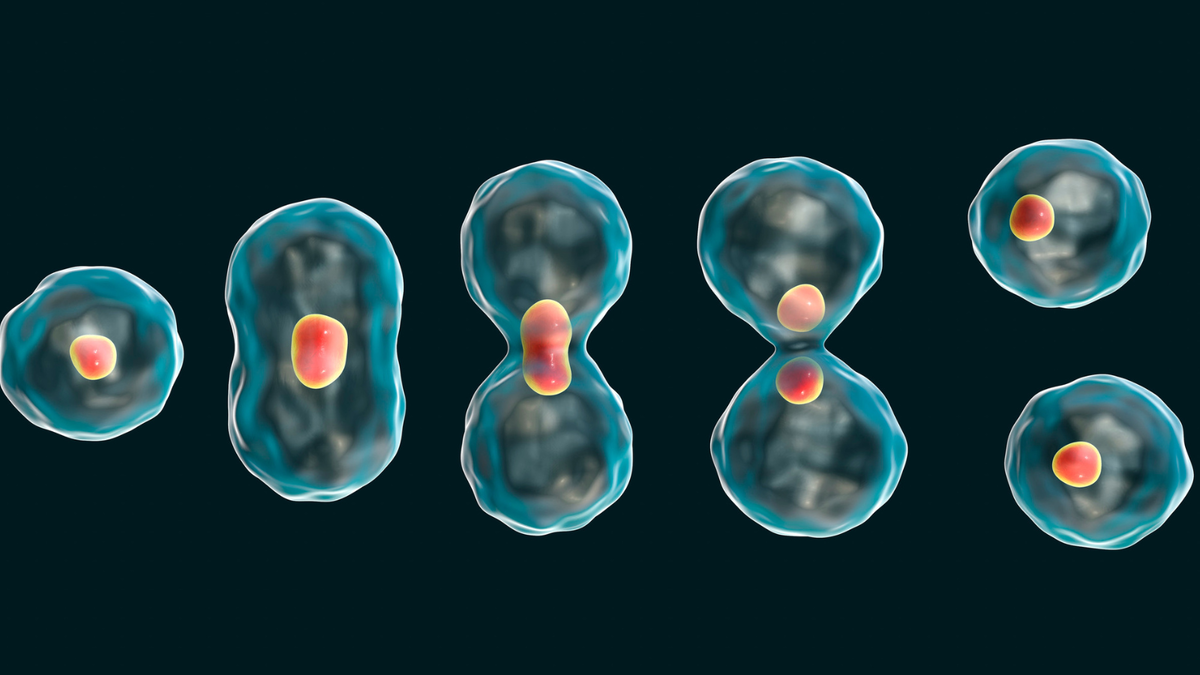 Митоз 3д. Эмбриология митоз. Деление клетки. Процесс деления клетки. Постоянное деление клеток