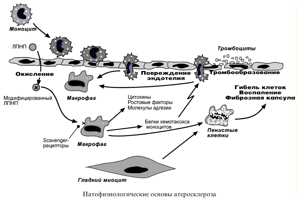 Макрофаги механизмы. Рецепторы макрофагов иммунология. Рецепторы моноцитов макрофагов. Рецептор адгезии макрофагов. Гликозилирование липопротеинов.