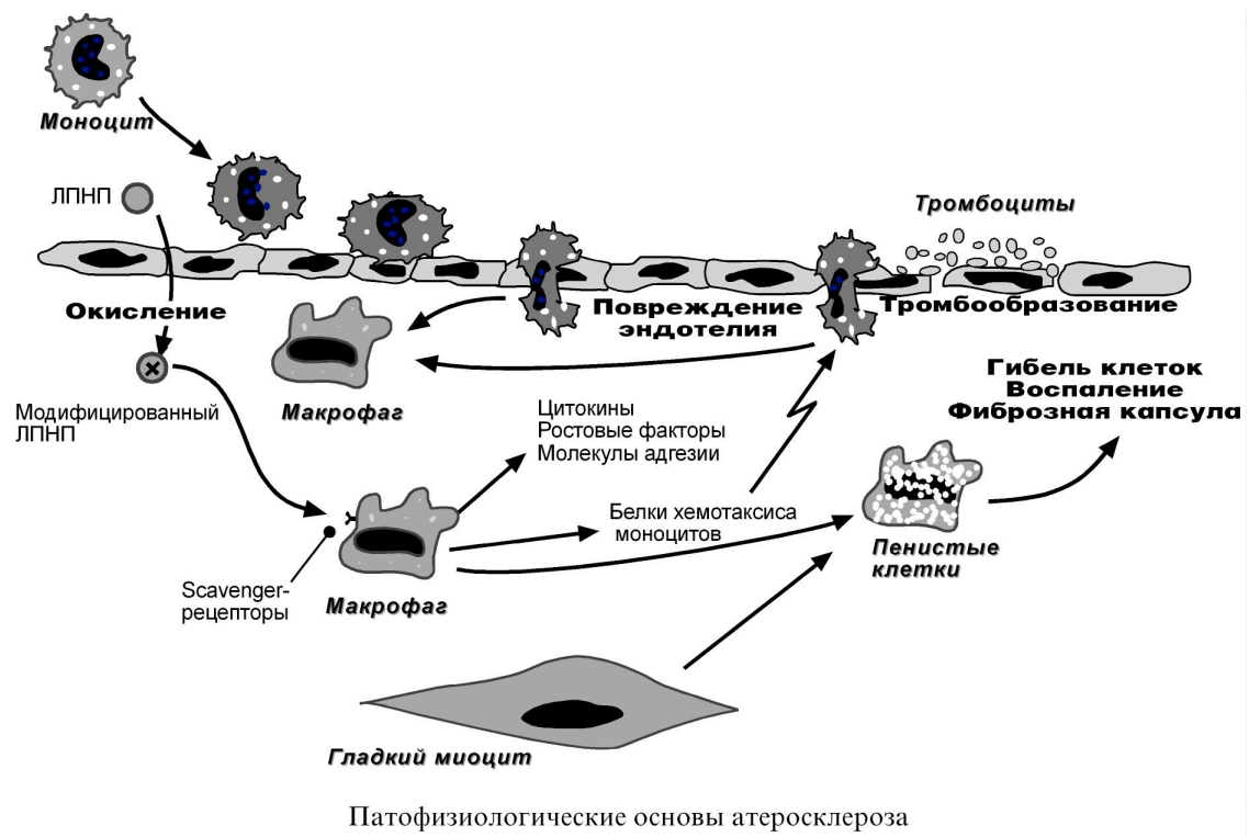 Макрофаги механизмы