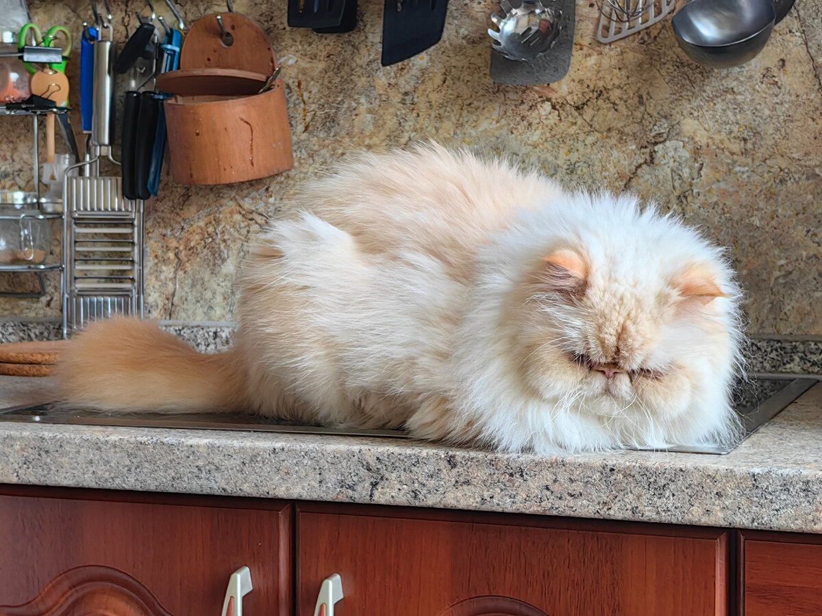 добрые статусы в картинках. кошачья любовь с надписями. жить хорошо и жизнь хороша цитаты. открытки о жизни. ну и жизнь.