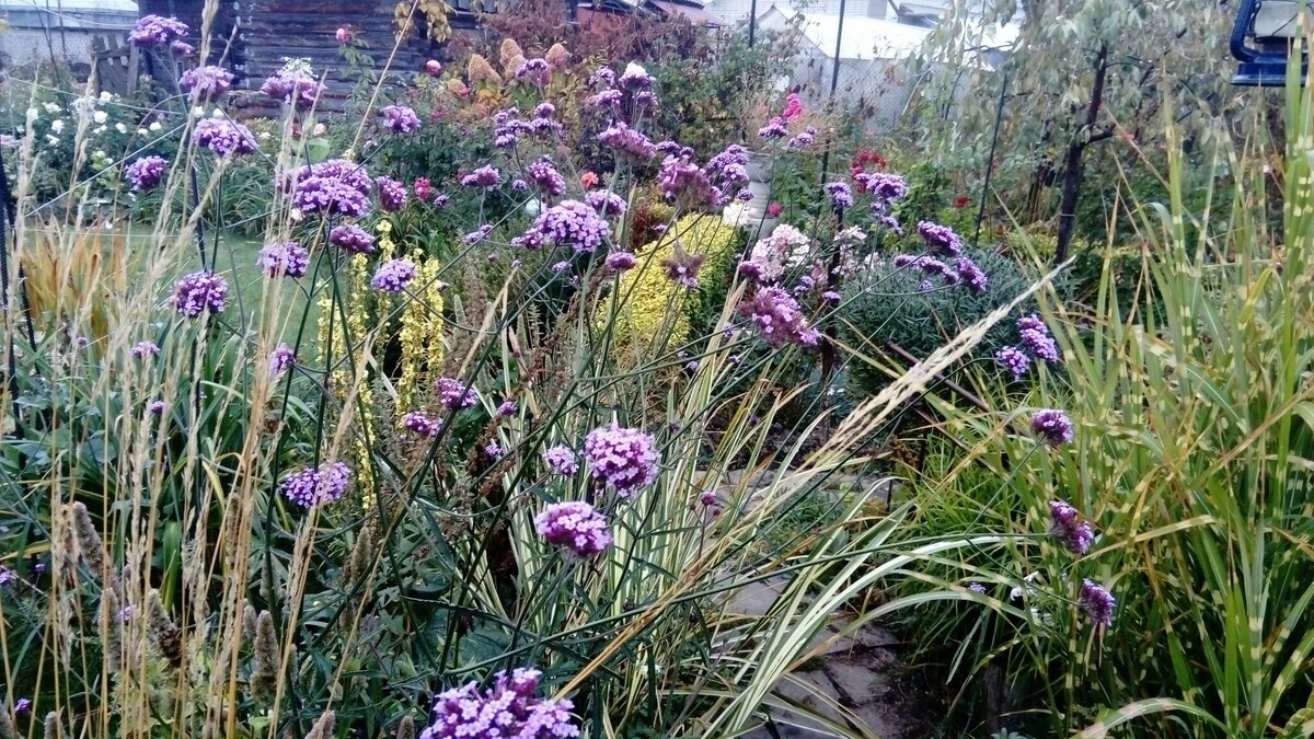 вербена бонарская