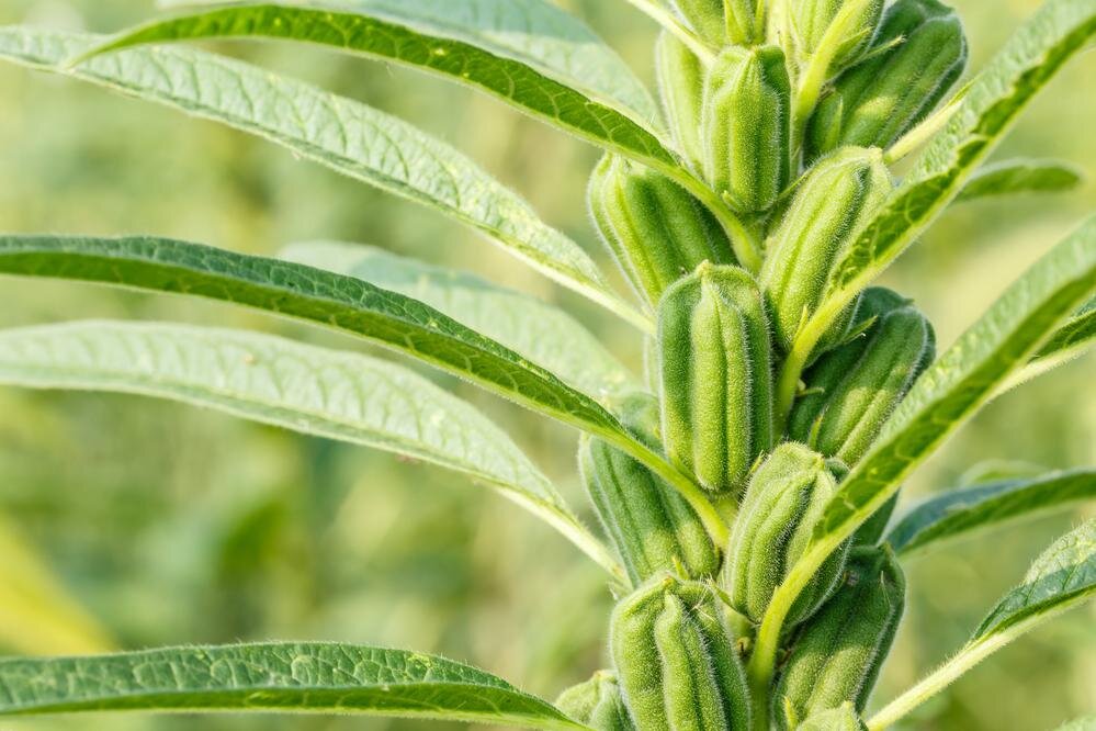 Shutterstock📷Кунжут (Sesamum indicum) принадлежит к семейству Pedaliaceae, группе растений, которые выращивают ради их съедобных семян