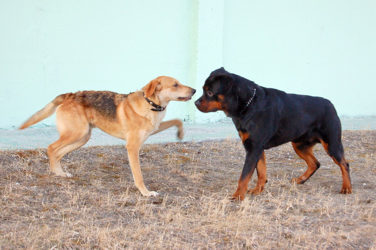 Кобель русской гончей и Дан